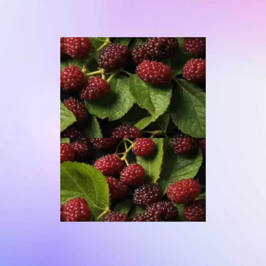 उज्ज्वल और निखारने के लिए मुलबेरी के अर्क से समृद्ध